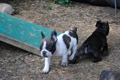 Franz�sische Bulldogge Welpe mit Papiere