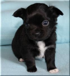 Wundersch�ne Chihuahua Welpen in tollen