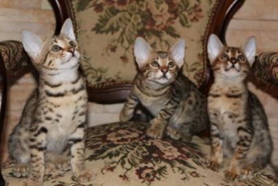 F5 Savannah Kitten suchen neues Zuhause