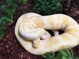 Albino Ball Python Schlangen