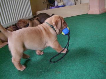 kraftvolle Bordeaux Doggen Welpen