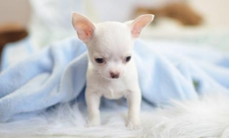 Reinrassige Chihuahua Welpen zu verkaufe