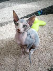 Sphynx Katzchen abgabebereit mit Stammba