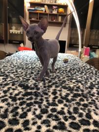 Sch�ne Sphynx K�tzchen