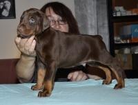 Braune und schwarze Dobermannwelpen mit