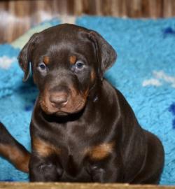 Braune und schwarze Dobermannwelpen mit