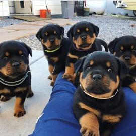 Deutsche Rottweiler Welpen