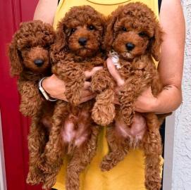 Maltipoo Welpen zu verkaufen