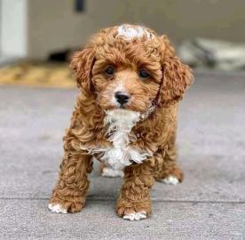 Maltipoo Welpen zu verkaufen