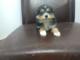 s??er Australian Shepherd Welpen