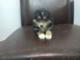 s??er Australian Shepherd Welpen