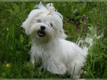 Sch�ne maltesische Welpen
