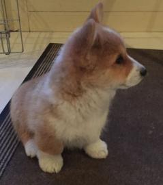 Wundersch?ne Pembroke Welsh Corgi Welpen