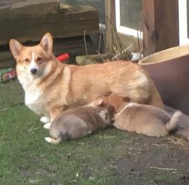 Wundersch?ne Pembroke Welsh Corgi Welpen