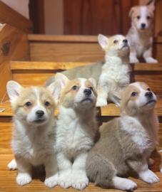 Wundersch?ne Pembroke Welsh Corgi Welpen