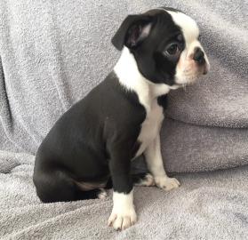 Boston Terrier Welpen