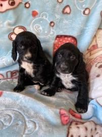 Wundersch?ne Cockerwelpen