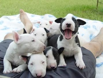Bullterrier Welpen