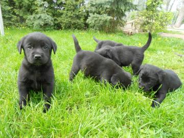 Wir haben traumhafte Labrador Welpen vom