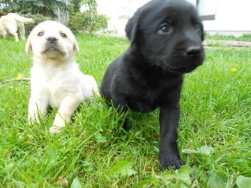 Wir haben traumhafte Labrador Welpen vom