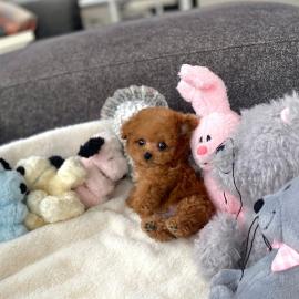 Cute Toy Poodle puppies for sale WHATSAP
