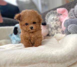 Cute Toy Poodle puppies for sale WHATSAP