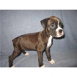 Reinrassig Boxer Welpen