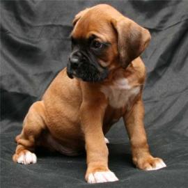 Reinrassig Boxer Welpen
