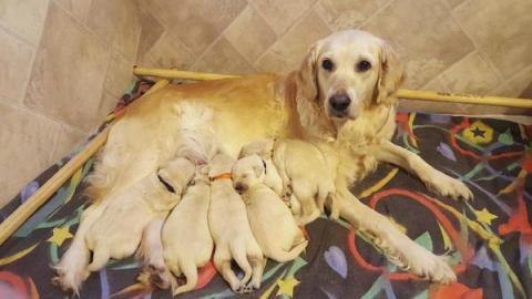 2 Golden Retriever Welpen