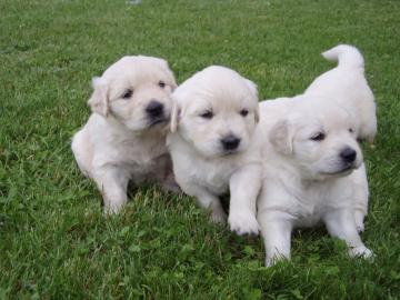 2 Golden Retriever Welpen