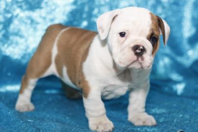 s??en Englische Bulldogge Welpen