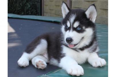 Siberian Husky Welpen mit blaue augen !!