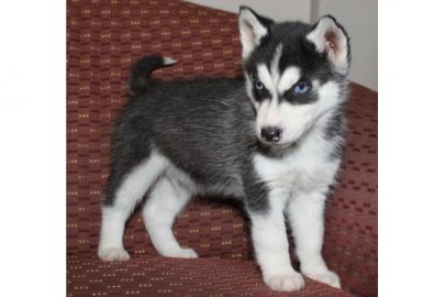 Siberian Husky Welpen mit blaue augen !!