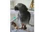 Afrikanischer grauer Papagei fefe