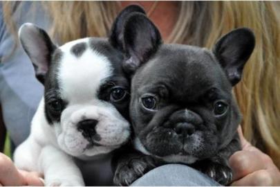~S��e Franz�sische Bulldogge Welpen in L