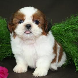 Shih-tzu welpen Preis: 150