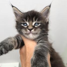 Wundersch�ne Maine-Coon-Katzen abzugeben