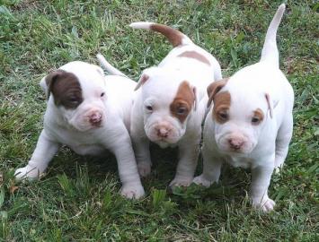 Pitbull Welpen zu verkaufen