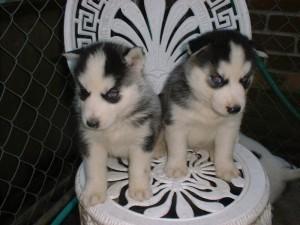 husky Welpen zu verkaufen