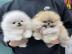 Wundersch?ne Mini Pomeranian/Zwergspitz