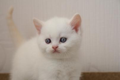 Wundersch�ne, reinrassige BKH Kitten