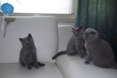 Wundersch�ne, reinrassige BKH Kitten