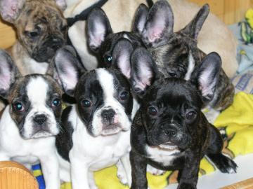 Wundersch�ne Franz. Bulldogge (mit Impfpa