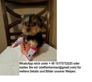 Liebling Yorkshire Terrier Welpe