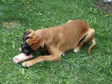 Deutscher Boxer