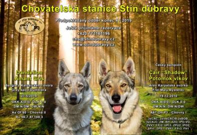 Tschechoslowakischer Wolfhund