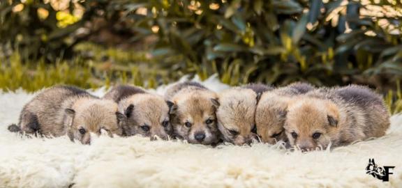 Tschechoslowakischer Wolfhund