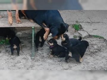 Typvolle Rottweiler Welpen mit Papieren