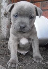 11 Wochen alte registrierte Amstaff-Welp