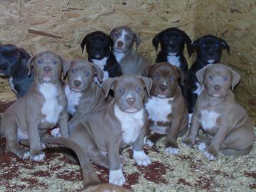 UKC - American Pitbull Terrier, Rote und